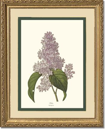 Lilac | Flower/Floral Art Print