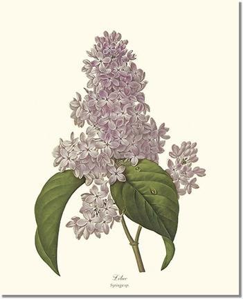 Lilac