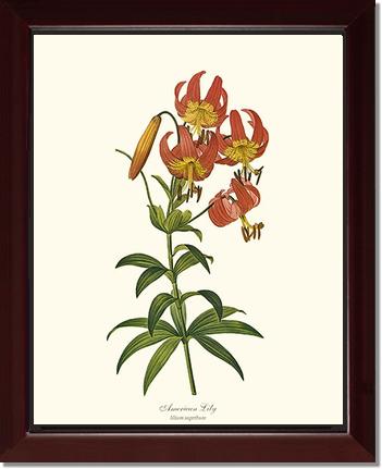 Lily, American | Flower/Floral Art Print