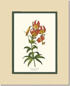 Lily, American