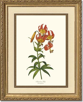 Lily, American | Flower/Floral Art Print