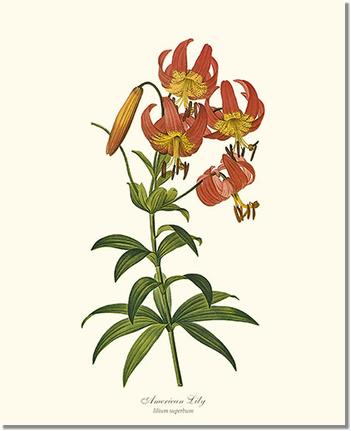Flower Floral Print: Lily, American