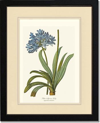 Lily, Blue African | Flower/Floral Art Print
