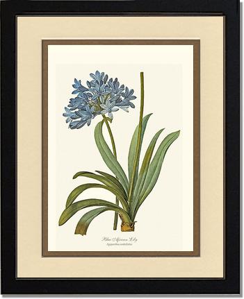 Lily, Blue African | Flower/Floral Art Print