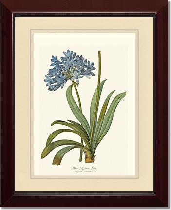 Lily, Blue African | Flower/Floral Art Print
