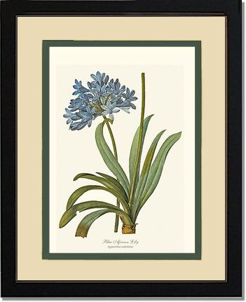 Lily, Blue African | Flower/Floral Art Print