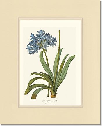 Lily, Blue African | Flower/Floral Art Print