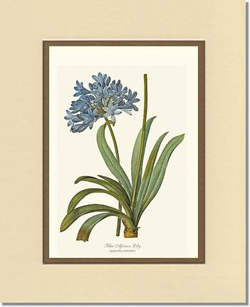 Lily, Blue African | Flower/Floral Art Print
