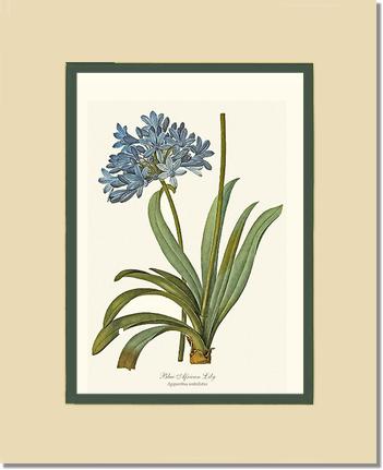 Lily, Blue African | Flower/Floral Art Print