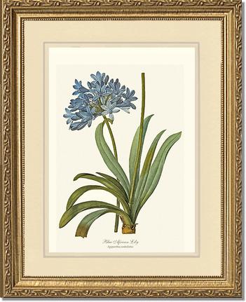Lily, Blue African | Flower/Floral Art Print