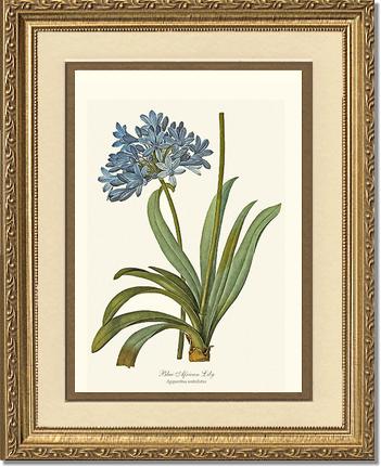 Lily, Blue African | Flower/Floral Art Print