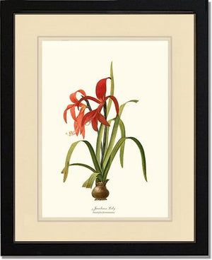 Lily, Jacobean | Flower/Floral Art Print