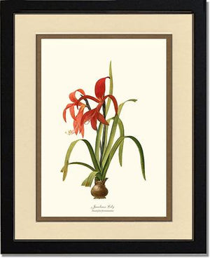 Lily, Jacobean | Flower/Floral Art Print