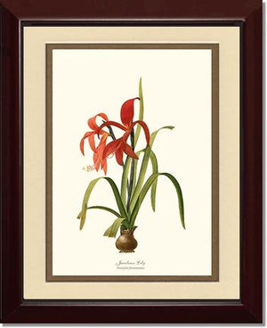 Lily, Jacobean | Flower/Floral Art Print