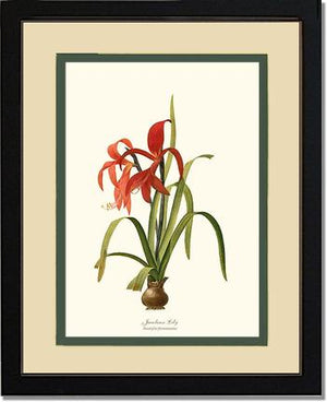 Lily, Jacobean | Flower/Floral Art Print
