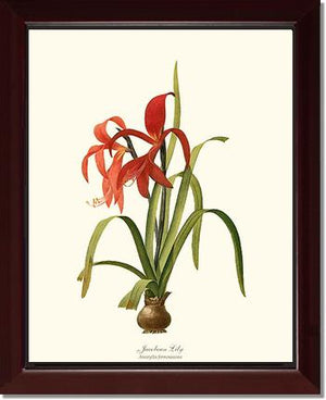 Lily, Jacobean | Flower/Floral Art Print