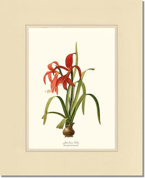 Lily, Jacobean | Flower/Floral Art Print