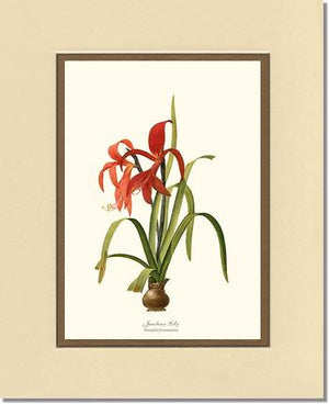 Lily, Jacobean | Flower/Floral Art Print