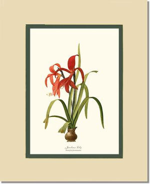 Lily, Jacobean | Flower/Floral Art Print