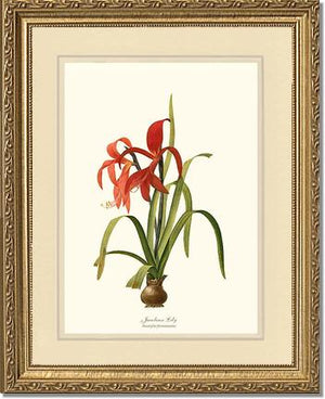 Lily, Jacobean | Flower/Floral Art Print