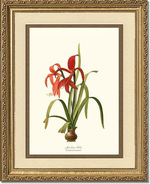 Lily, Jacobean | Flower/Floral Art Print