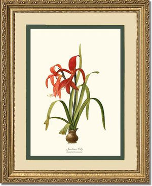 Lily, Jacobean | Flower/Floral Art Print