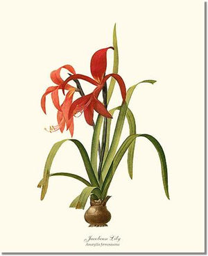 Lily, Jacobean | Flower/Floral Art Print