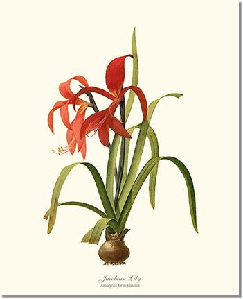 Lily, Jacobean | Flower/Floral Art Print