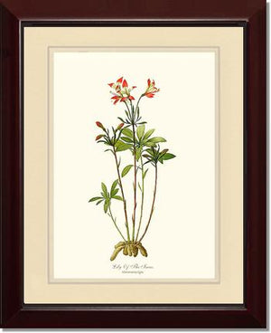 Lily of the Incas