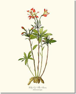 Flower Floral Print: Lily of the Incas Alstromeria