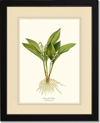 Lily of the Valley | Flower/Floral Art Print