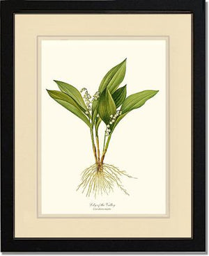 Lily of the Valley | Flower/Floral Art Print