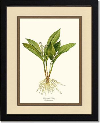 Lily of the Valley | Flower/Floral Art Print