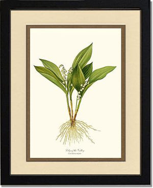 Lily of the Valley | Flower/Floral Art Print