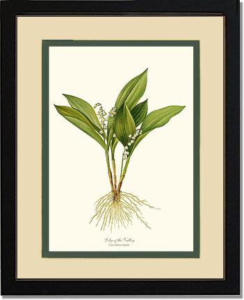 Lily of the Valley | Flower/Floral Art Print