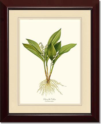Lily of the Valley | Flower/Floral Art Print