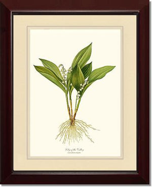 Lily of the Valley | Flower/Floral Art Print