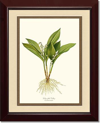 Lily of the Valley | Flower/Floral Art Print
