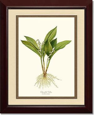 Lily of the Valley | Flower/Floral Art Print