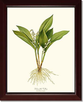 Lily of the Valley | Flower/Floral Art Print