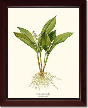 Lily of the Valley | Flower/Floral Art Print