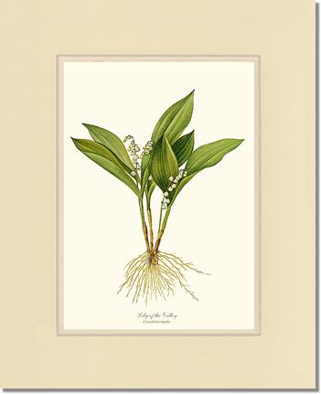 Lily of the Valley | Flower/Floral Art Print