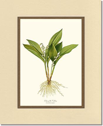 Lily of the Valley | Flower/Floral Art Print