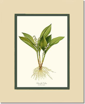 Lily of the Valley | Flower/Floral Art Print