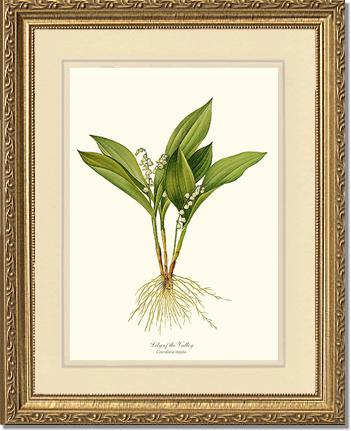 Lily of the Valley | Flower/Floral Art Print
