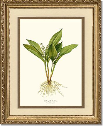 Lily of the Valley | Flower/Floral Art Print