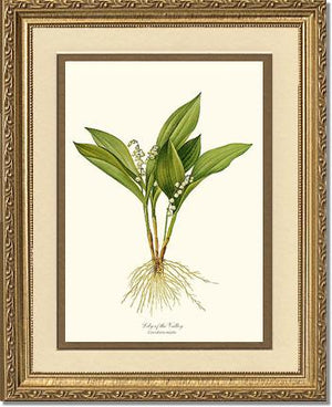 Lily of the Valley | Flower/Floral Art Print