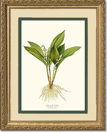 Lily of the Valley | Flower/Floral Art Print