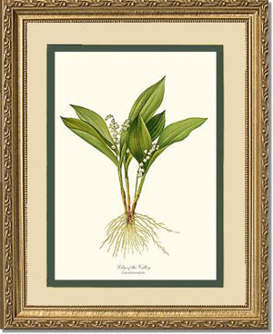 Lily of the Valley | Flower/Floral Art Print