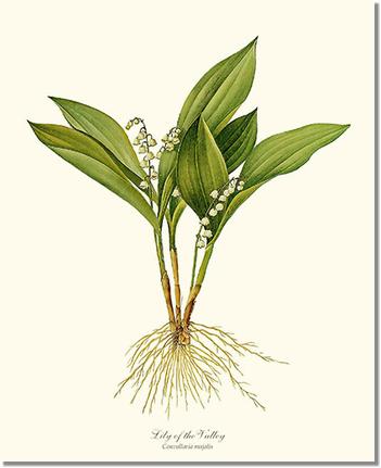 Flower Floral Print: Lily of the Valley